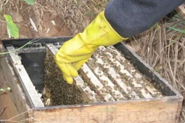意蜂治螨的方法,主要有以下3种