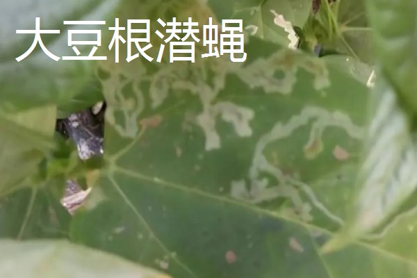 大豆苗期的管理技术,查苗后要及时间苗