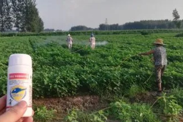 大豆苗期的管理技术,查苗后要及时间苗