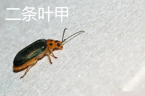 大豆苗期的管理技术,查苗后要及时间苗