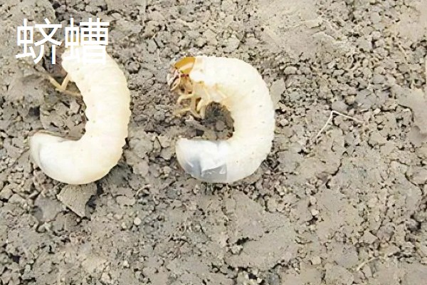 大豆苗期的管理技术,查苗后要及时间苗