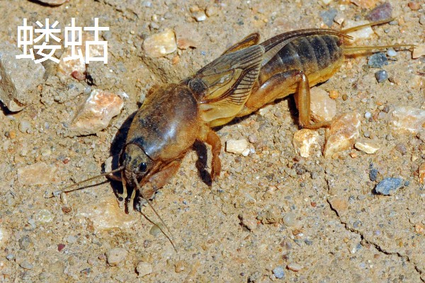 大豆苗期的管理技术,查苗后要及时间苗