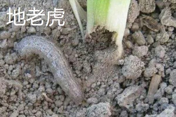 大豆苗期的管理技术,查苗后要及时间苗