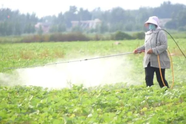 大豆苗期的管理技术,查苗后要及时间苗
