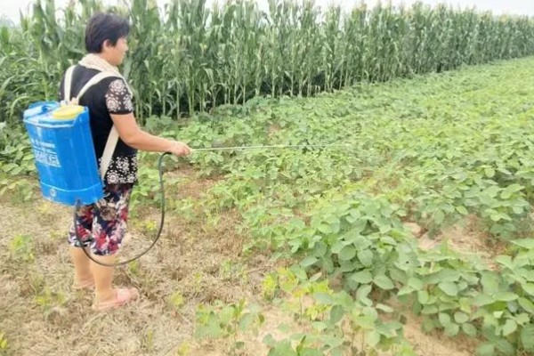 大豆苗期的管理技术,查苗后要及时间苗