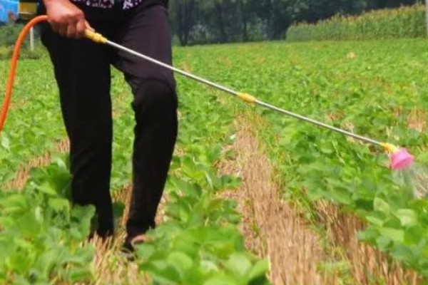 大豆苗期的管理技术,查苗后要及时间苗