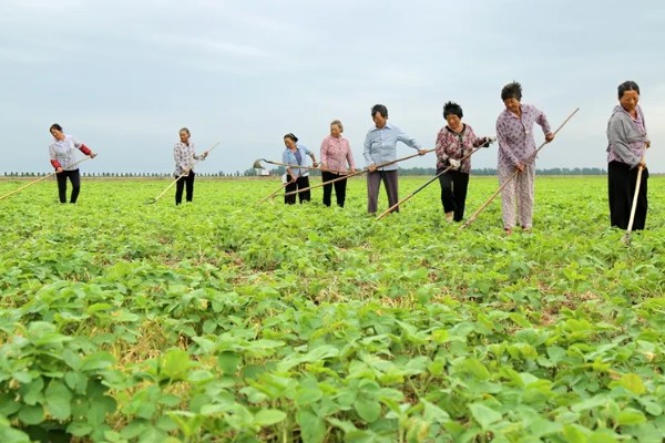 大豆苗期的管理技术,查苗后要及时间苗