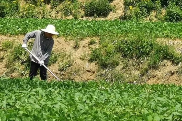 大豆苗期的管理技术,查苗后要及时间苗