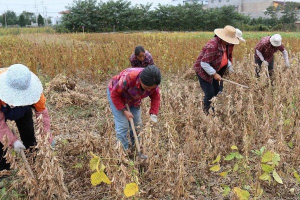 大豆苗期的管理技术,查苗后要及时间苗