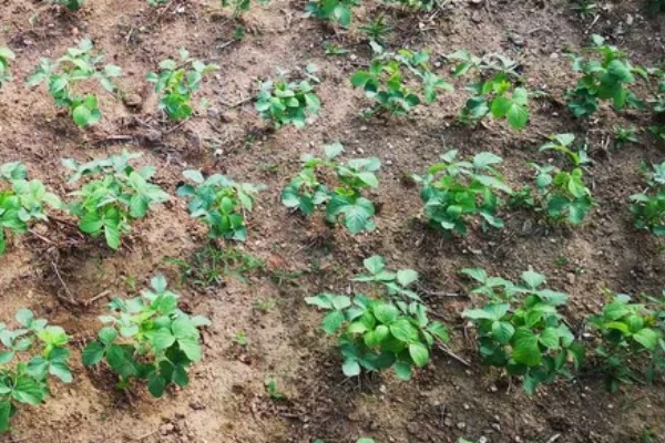 大豆苗期的管理技术,查苗后要及时间苗