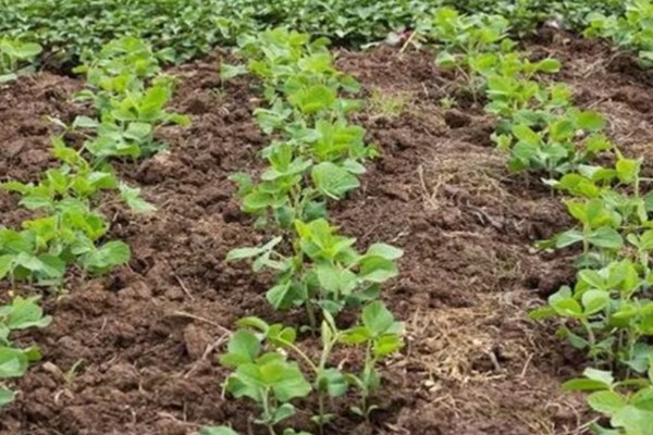 大豆苗期的管理技术,查苗后要及时间苗