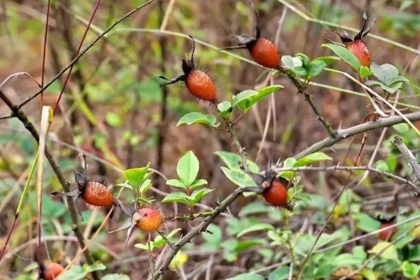 金樱子的价格,价格在21-22元一斤左右