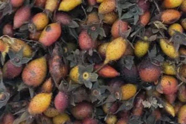 金樱子的价格,价格在21-22元一斤左右