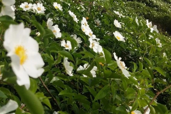 金樱子的价格,价格在21-22元一斤左右