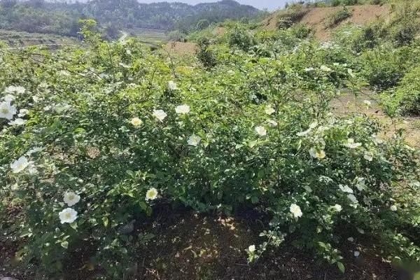 金樱子的价格,价格在21-22元一斤左右