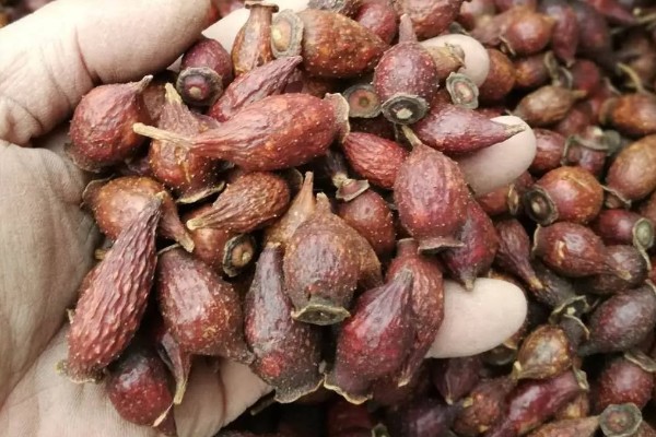 金樱子的价格,价格在21-22元一斤左右