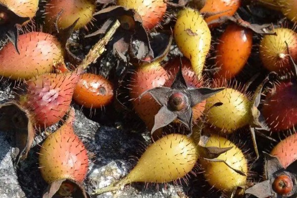 金樱子的价格,价格在21-22元一斤左右