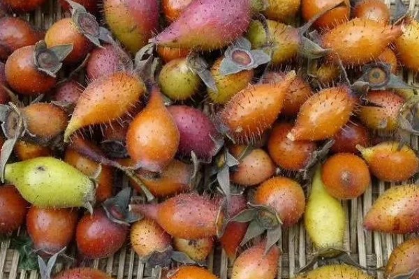 金樱子的价格,价格在21-22元一斤左右