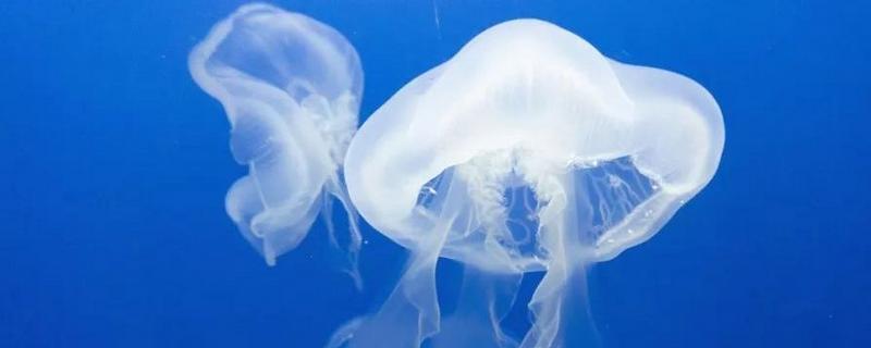 海蜇的毒性大吗，蜇伤后5分钟即可致人死亡
