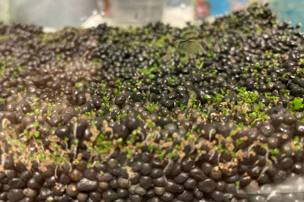 新手用水草种子还是成品水草，建议养殖成品水草