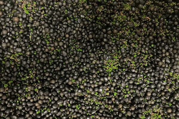 新手用水草种子还是成品水草，建议养殖成品水草