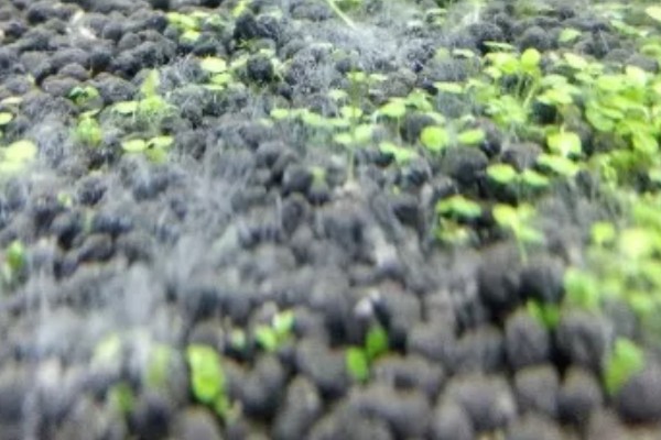 新手用水草种子还是成品水草，建议养殖成品水草