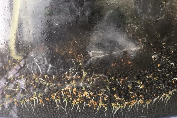 新手用水草种子还是成品水草，建议养殖成品水草