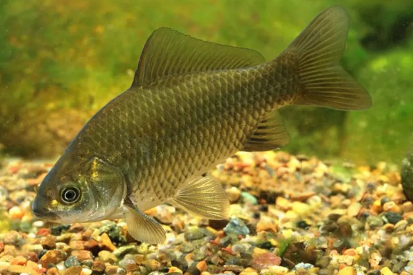 10年的鲫鱼可以长多大，可以长到50-100g左右