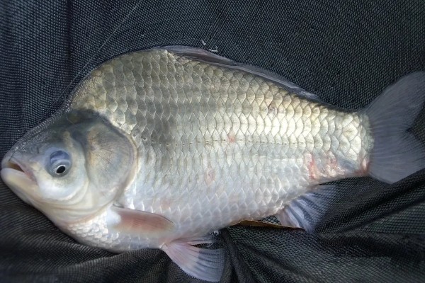 10年的鲫鱼可以长多大，可以长到50-100g左右