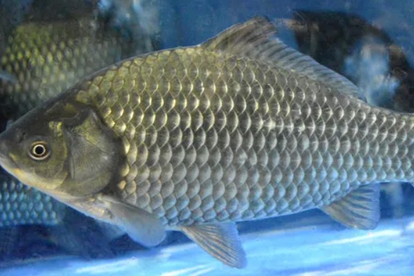 10年的鲫鱼可以长多大，可以长到50-100g左右