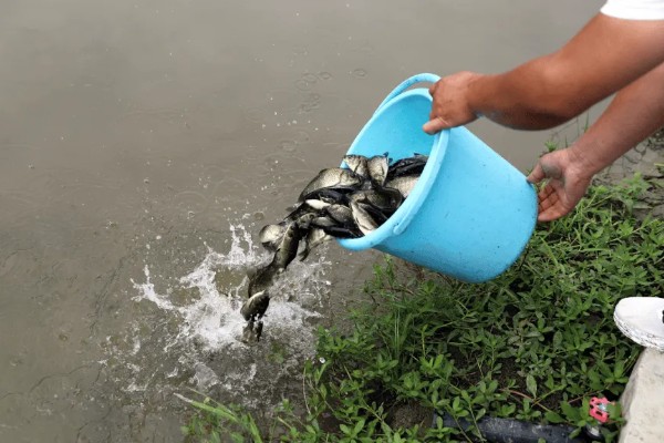 10年的鲫鱼可以长多大，可以长到50-100g左右