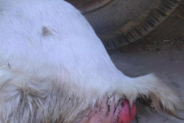 母羊产后胎衣不下的症状，24小时后会出现褐色的恶露