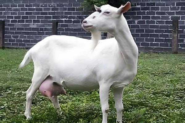 母羊产后胎衣不下的症状，24小时后会出现褐色的恶露