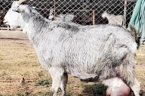 母羊产后胎衣不下的症状，24小时后会出现褐色的恶露