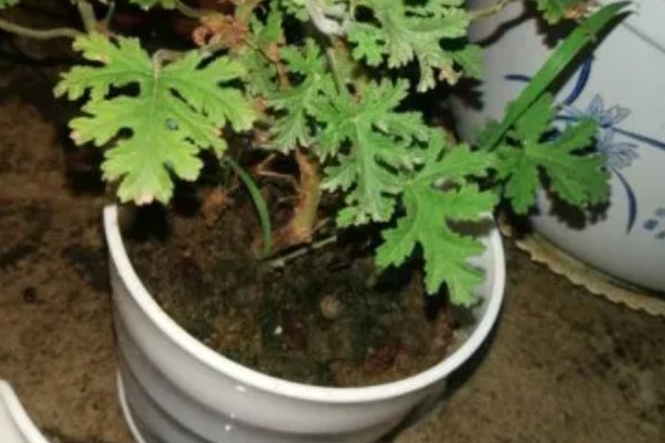 驱蚊草怎么养殖，平时每隔3-6天浇一次水