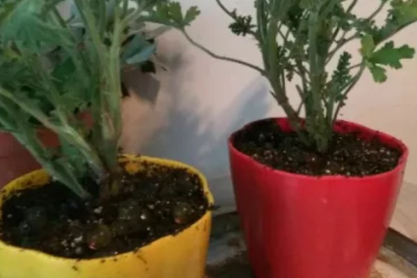 驱蚊草怎么养殖，平时每隔3-6天浇一次水