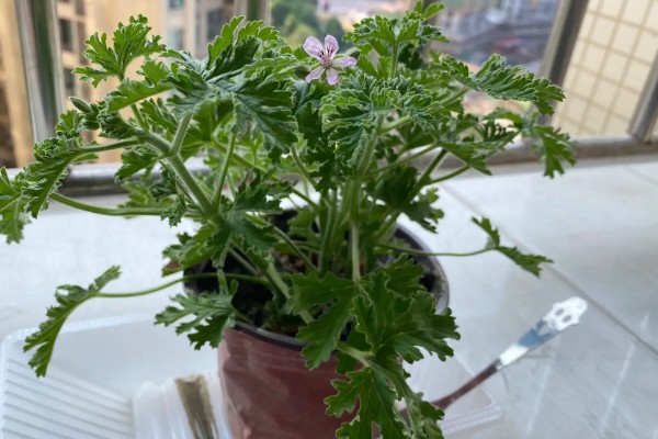 驱蚊草怎么养殖，平时每隔3-6天浇一次水