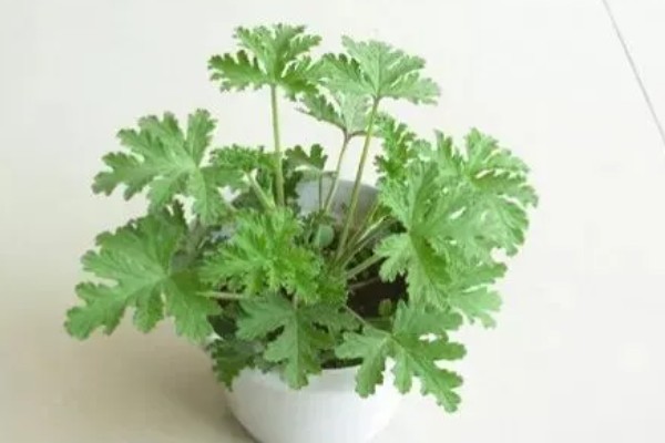 驱蚊草怎么养殖，平时每隔3-6天浇一次水