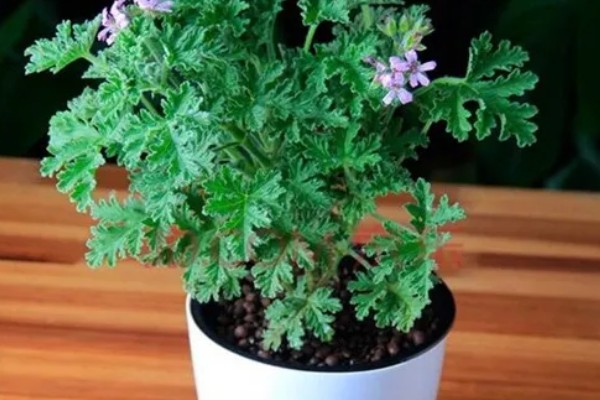 驱蚊草怎么养殖，平时每隔3-6天浇一次水