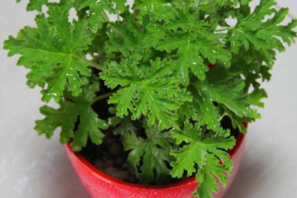 驱蚊草怎么养殖，平时每隔3-6天浇一次水