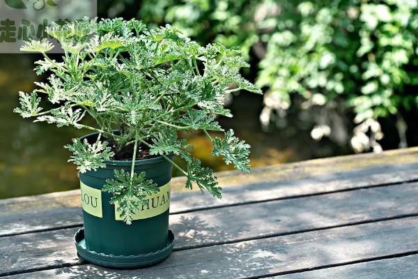 驱蚊草怎么养殖，平时每隔3-6天浇一次水