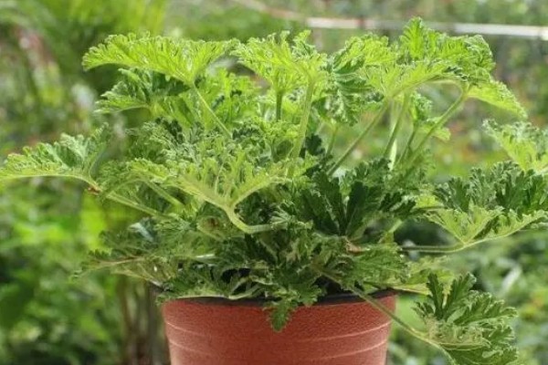 驱蚊草怎么养殖，平时每隔3-6天浇一次水