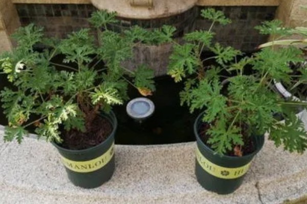 驱蚊草怎么养殖，平时每隔3-6天浇一次水