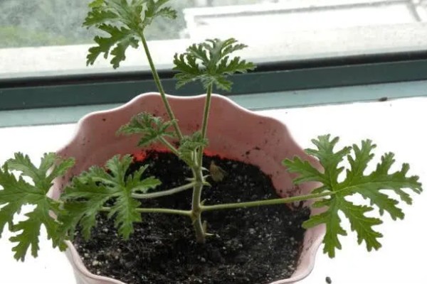 驱蚊草怎么养殖，平时每隔3-6天浇一次水