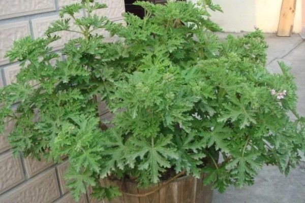 驱蚊草怎么养殖，平时每隔3-6天浇一次水