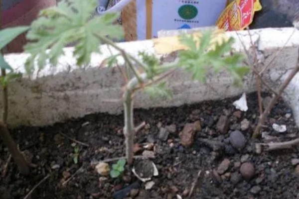 驱蚊草怎么养殖，平时每隔3-6天浇一次水