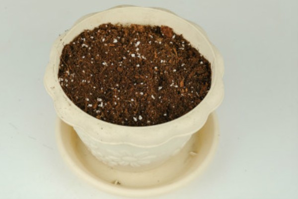 驱蚊草怎么养殖，平时每隔3-6天浇一次水