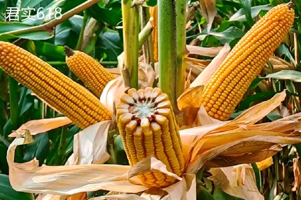 山西玉米品种，推荐君实618、强盛192等