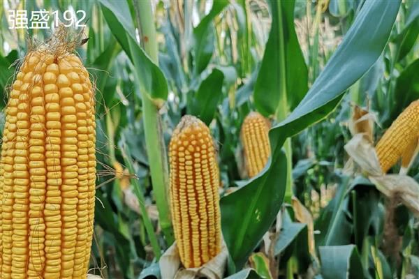 山西玉米品种，推荐君实618、强盛192等