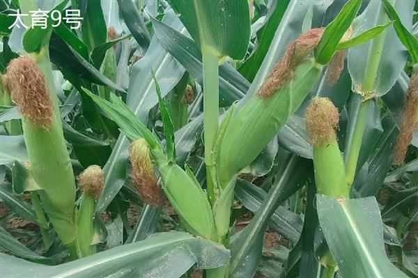 山西玉米品种，推荐君实618、强盛192等